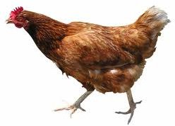 ruuning chicken